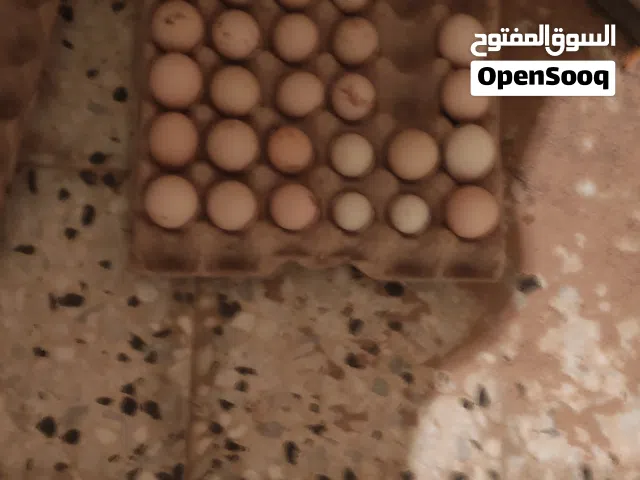 بيض مخصب براهما استرالي كيني استرالوب لللبيع