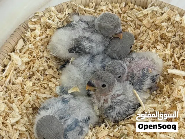 للبيع فروخ طيور حب