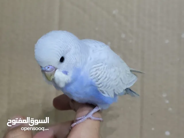 بادجي هدد (شوف الفديو)