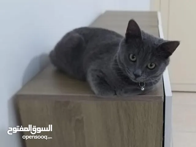 قط للبيع بسعر ممتاز