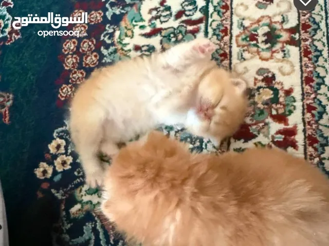 قطط سكوتش فولد لون قولد متوفر ثلاثه Scottish Fold cats gold color 3 Availablel