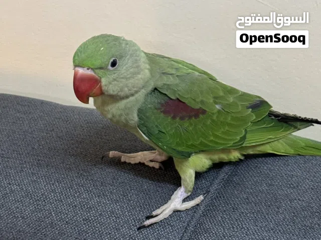 ببغاء نيبالي للبيع العمر 5 شهور  الببغاء اليف الى اخر الحدود تابع الوصف لمزيد من التفاصيل