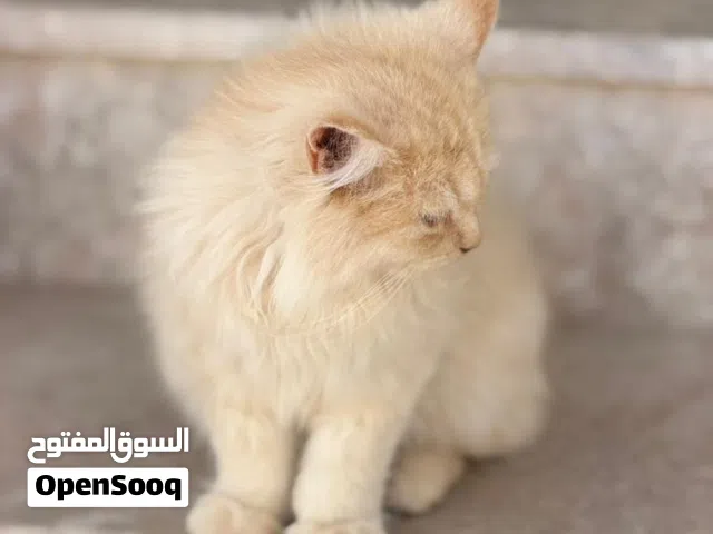 للبيع قطط شيرازيه