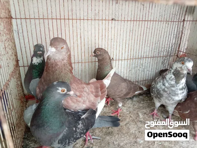 Kuwaiti pigeon for sale بيع حمام  قوتي