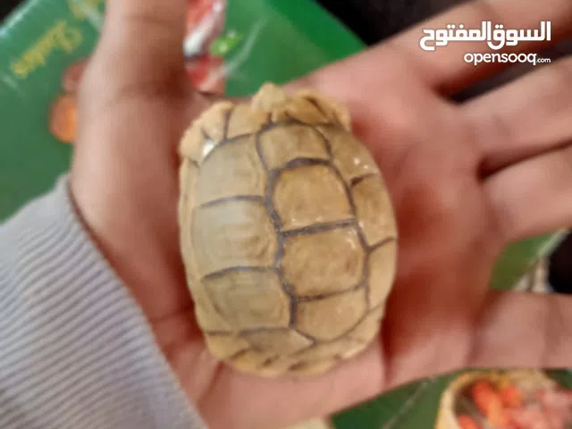 سلاحف صحراوي صغيره جمله