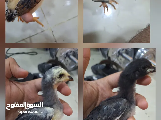 للبيع فروخ فيتر