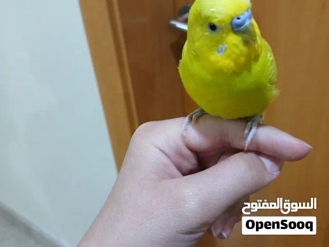 ببغاء الباجي