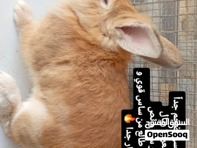 للبيع ارانب كبار و متوسط فقط تابع الوصف