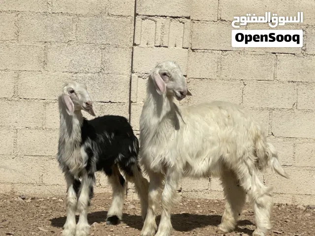 كبش وحمله نجديات بيور