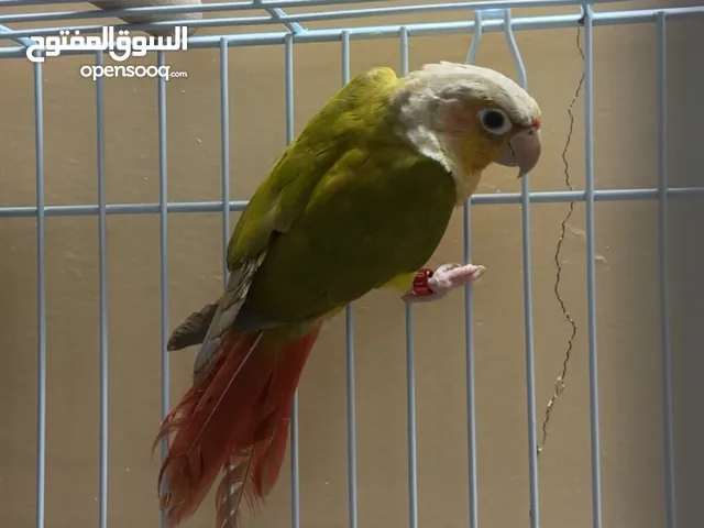 كنيور باينبل اليف