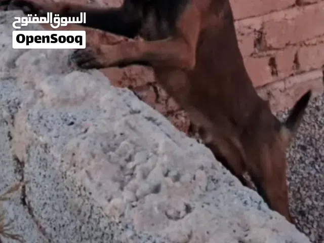 دكر مالينوا