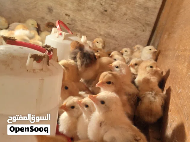 كتكوت زهري العمر 10 ايام