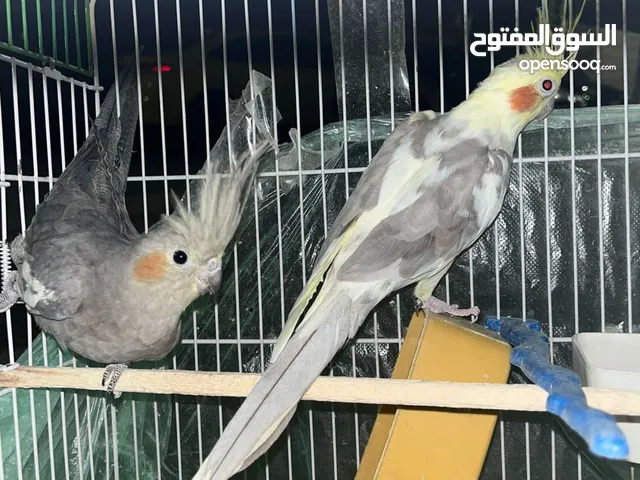 عصافير كوكتيل جوز جبتهم للزينه وكل امورهم تمام وغير مروضين الذكر لاتينو والانثى الحبشي