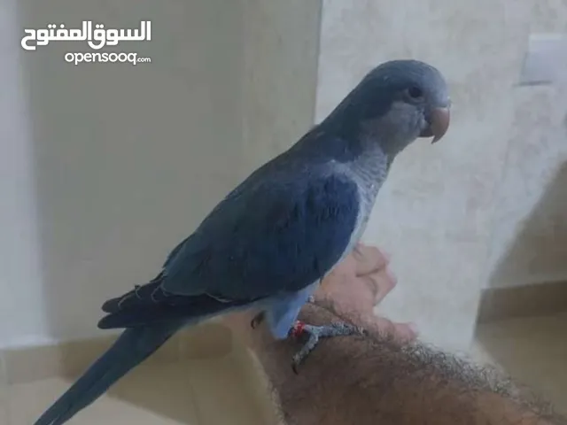 ببغاء كويكر الراهب أليف 100% مع قفص كبير