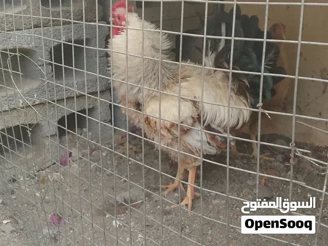 ديك للبيع عماني