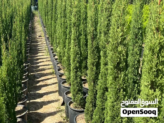 سرو عمودي ايطالي