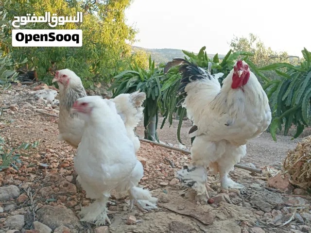 طقم دجاج براهما بف ابيض جامبو
