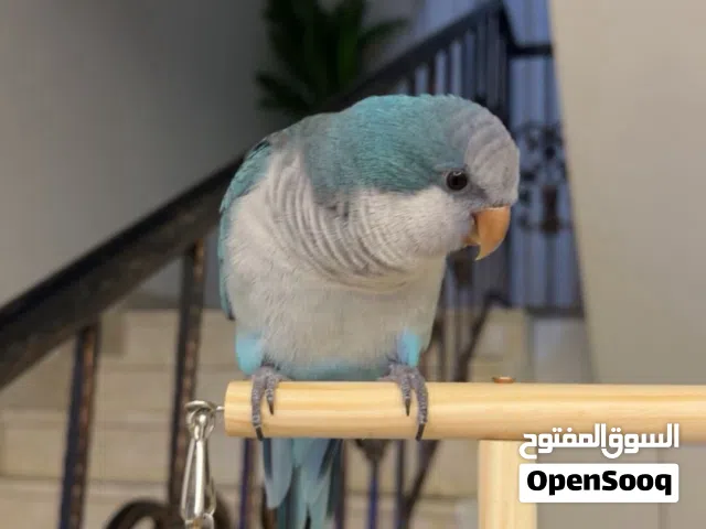 للبيع كويكر  اليف ومايعض ولعوب ويتكلم ويرقص عمره 8 شهور