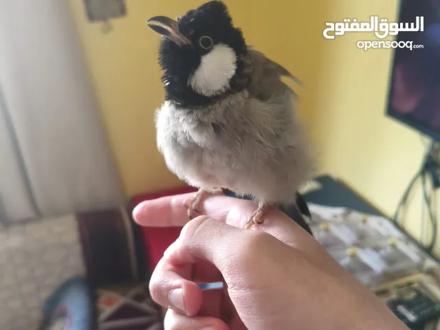 للبيع طير بلبل ربوه الحجم جانبو اقرا الوصف