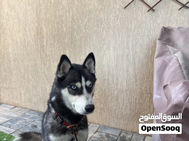 هاسكي العمر 9شهور