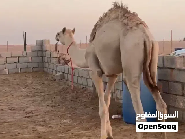 جعود عمره  سنة وشبعه اشهر المطلوب 550