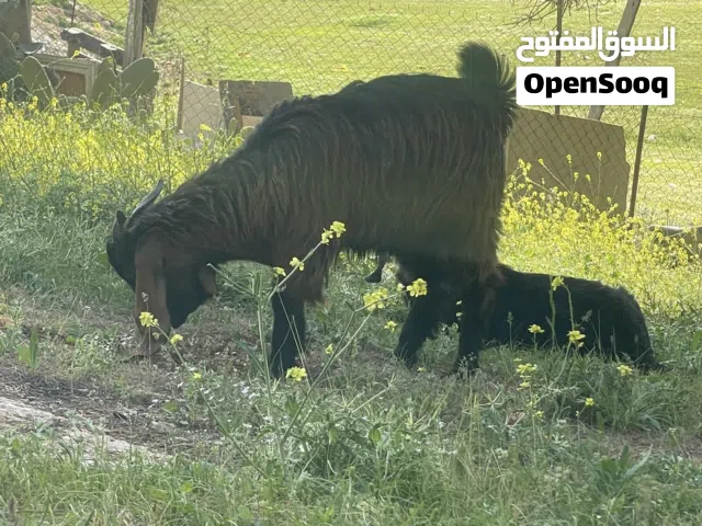 جديان اثنان من نوع دحيوي سعر الواحد 110