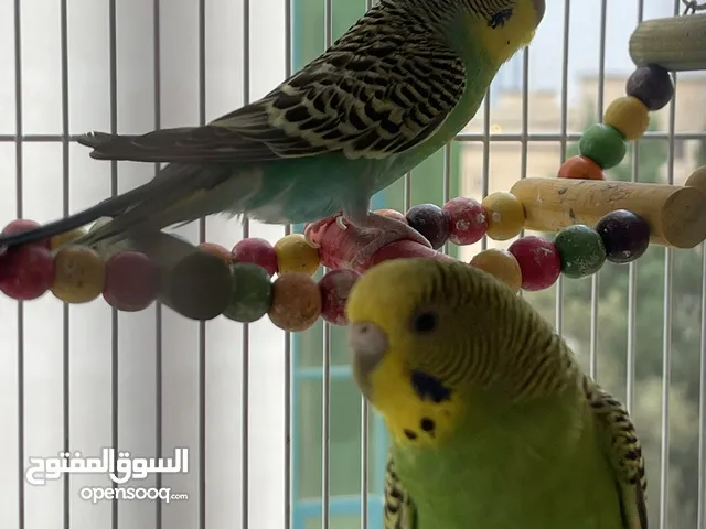 4 Healthy Budgies