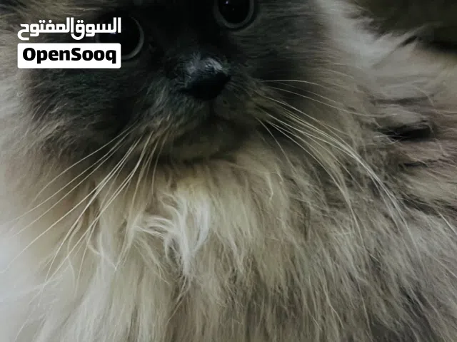 قط ذكر لتبني