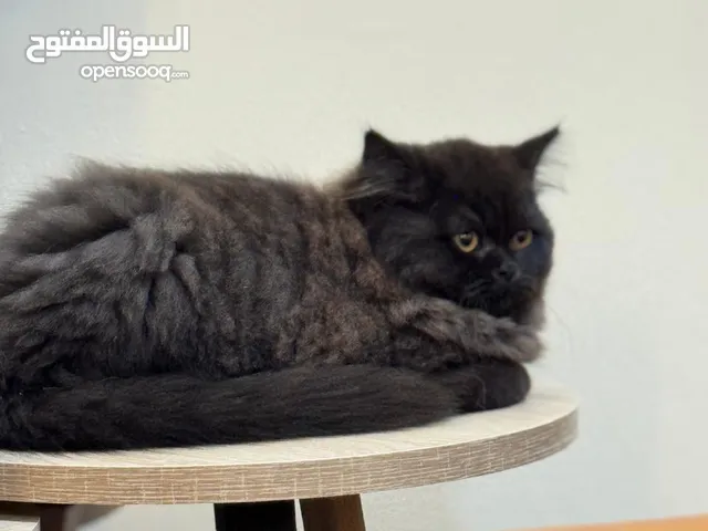 قطط شيرازي بيور