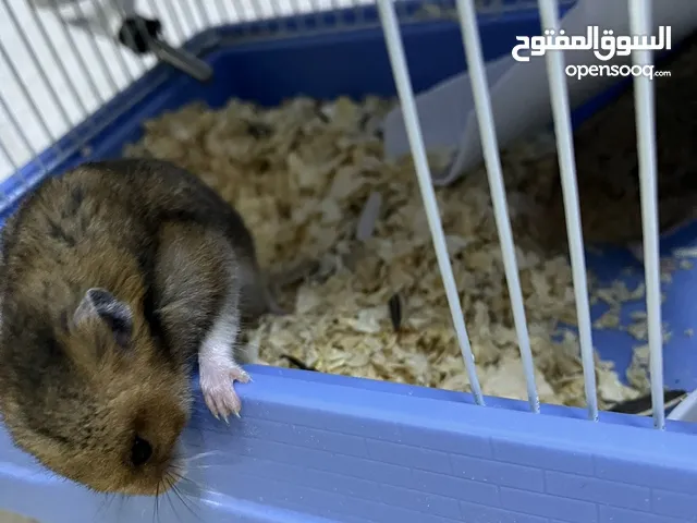 هامستر للبيع مع القفص او للبدل