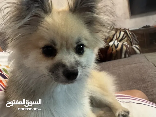 Pomeranian dog pure 100% 5 months old