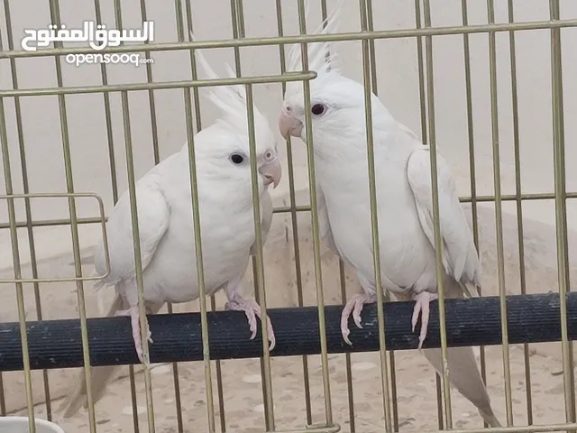 جوز كوكتيل البينو ( ابيض ) للبيع او للبدل