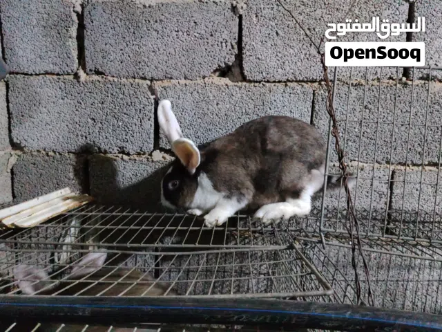 أرانب ألمانيات مجريات