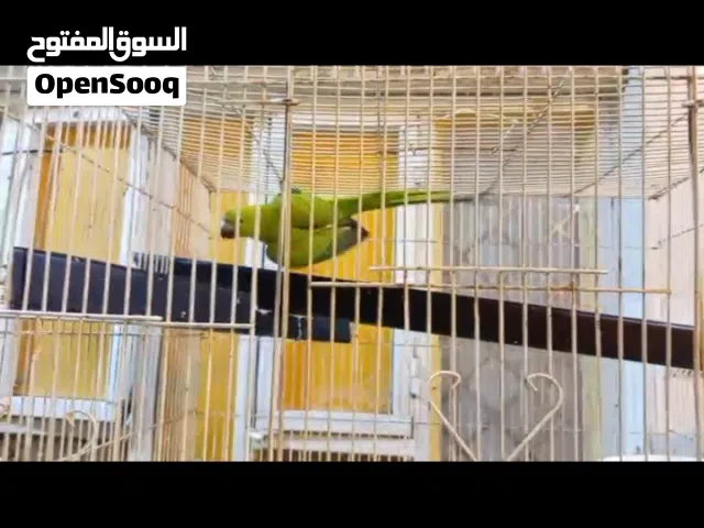دره هندي تبزير عراقي مال محميه انثه