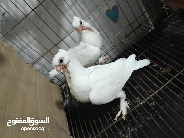 قصيين كرزلى القص زغلولين كشك بنيدى شابةهزاز دكر زايف بكستانى