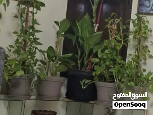 نباتات عدد 6 للبيع الوصف مهم