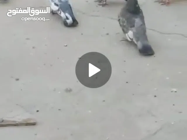 سلام عليكم وجبه تور للبيع العدد 19