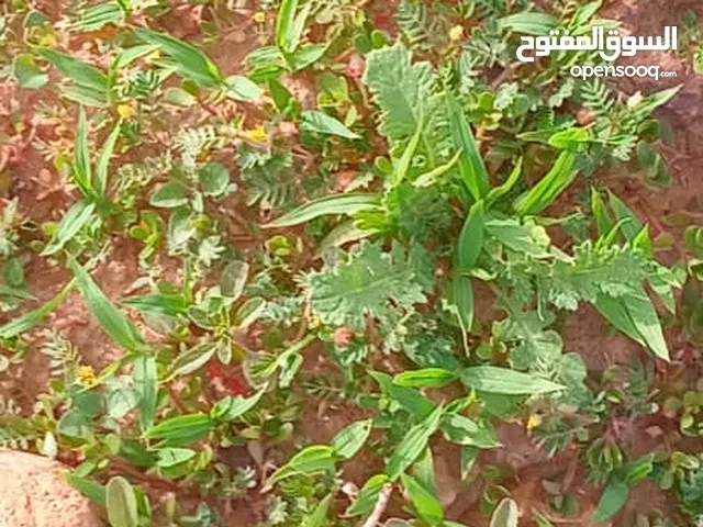 Commercial Land for Sale in Sabha Al- Qardah