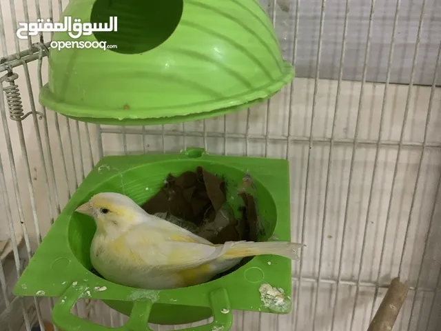زوج كناري سوري مع بيض – للبيع