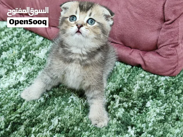 سكوتش فولد قولدن شانشيلا وبريتش قولدن جميلات جدا وبصحة ممتازة