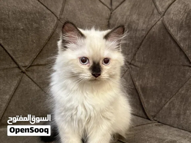 Persian x Himalayan Kittens (Pairs Only) قطط شيرازي هملايا للبيع (أزواج فقط)