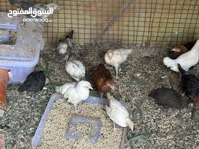 دجاج عمانيات