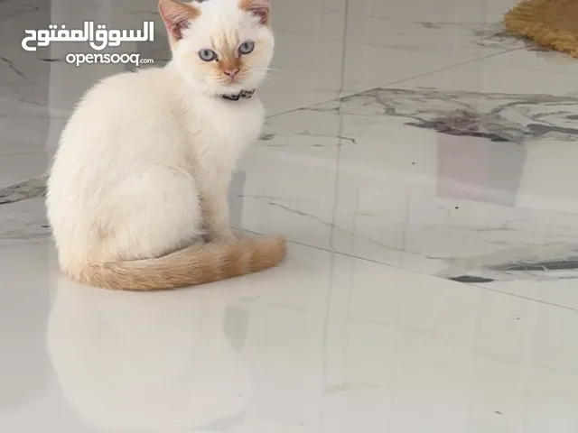 Two himalaya mom and son and father Scottish fold
