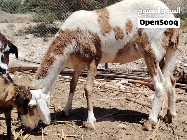 اغنام للبيع... كباشة حملات عارضية جعد