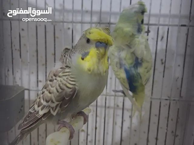 غرفة طيور حب هوغو وبردات انكليزي على هوغو للبيع بسعر حرق