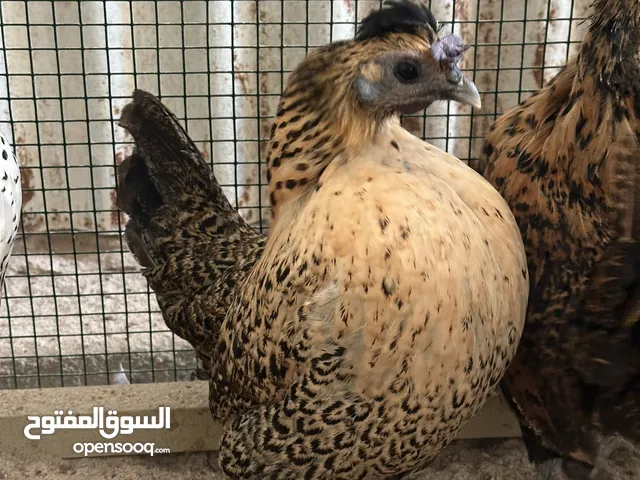 للبيع دجاج مميز