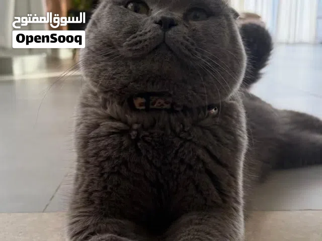 للبيع قط ذكر سكوتش العمر 6 شهور مع جميع ملحقاته