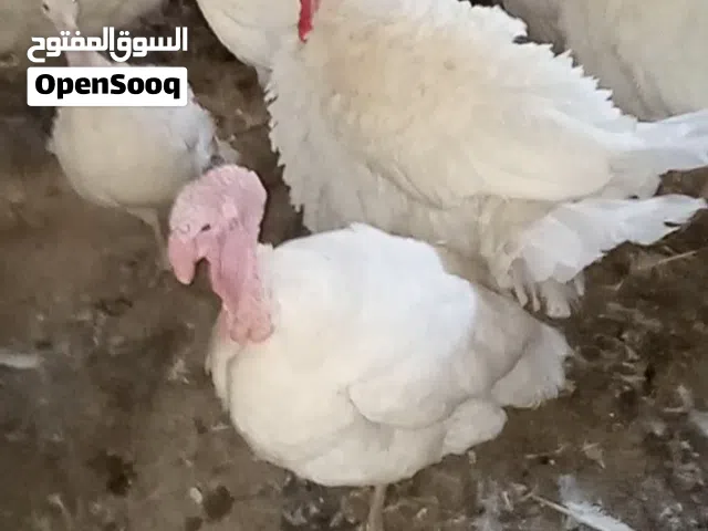 ديوك حبش لون ابيض عدد3
