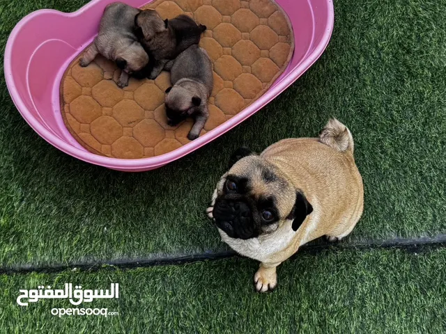 Pug puppies