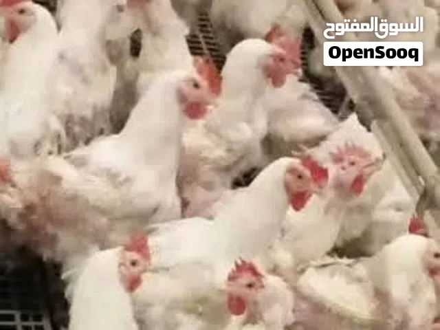 دجاج ابو العيال عالنخب الاول